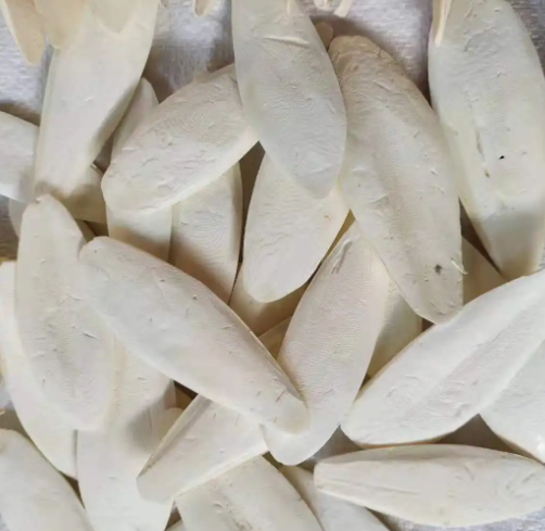魚(yú)骨.jpg