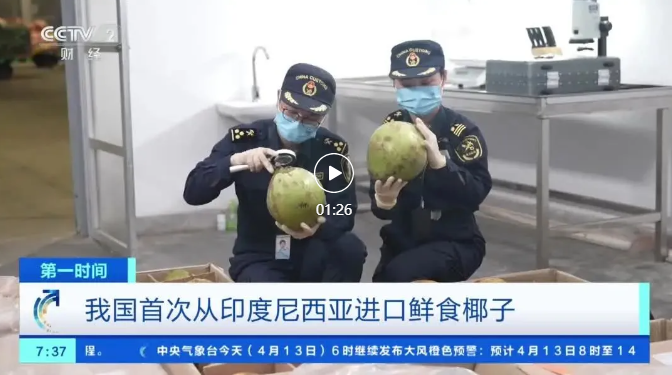 椰子圖1.jpg