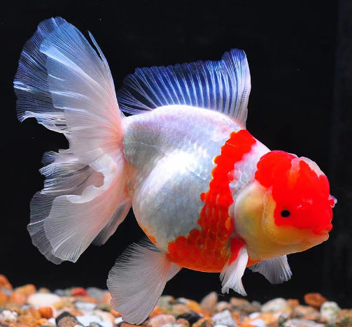 政策解讀 | 關(guān)于進口馬達加斯加海捕觀賞魚檢疫和衛(wèi)生要求的公告
