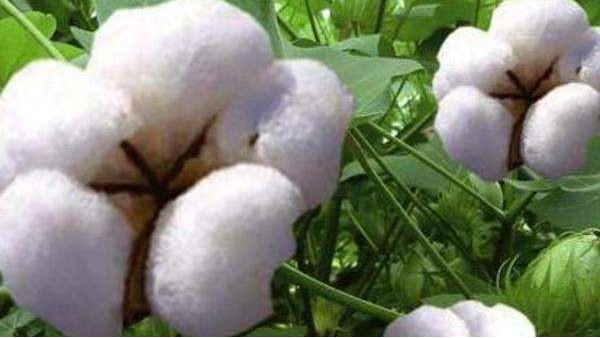 棉花進口