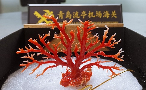 瀕危物品進口