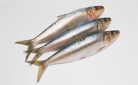 沙丁魚進(jìn)口報關(guān)