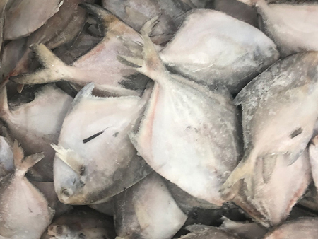 凍鯧魚廣州進口報關行,凍鯧魚進口報關代理,凍鯧魚報關代理