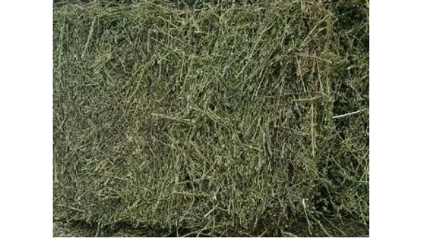 苜蓿草佛山進口通關(guān)報檢資料與注意事項