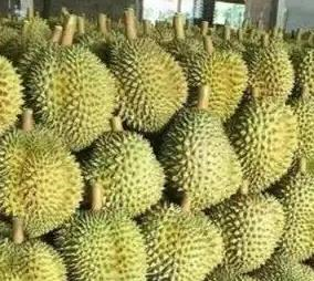 越南榴蓮進口